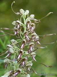 Wild-Orchideen-Eldorado