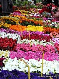 Foire aux fleurs à Montvendre