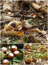 Waldspaziergang am world bread day