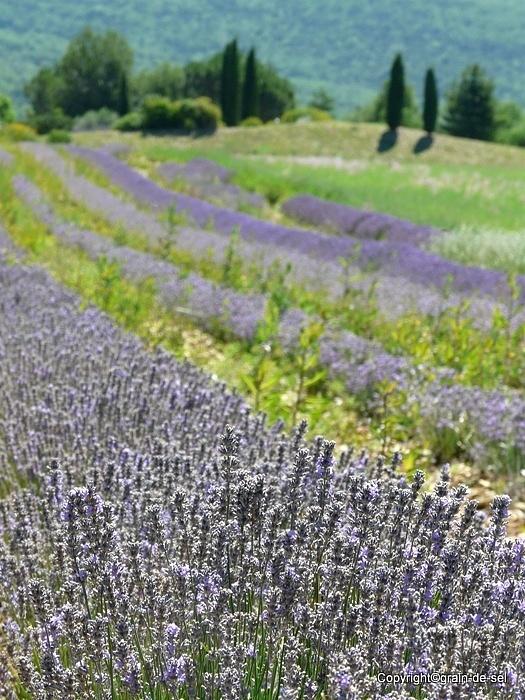 Lavendelblüte im Juni