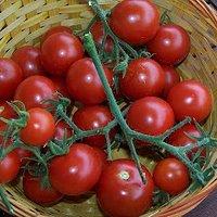 Tomaten Tomaten Tomaten