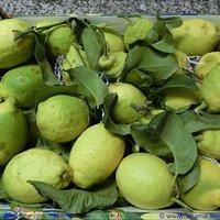 Limoncello – Nachschub