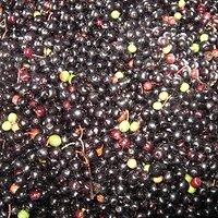 Wir sitzen unterm hollerbusch ... fliederbeeren und was aus ihnen wurde.