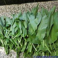 Bärlauch-Pesto