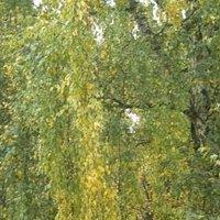 Der herbst, der herbst, der herbst ist da
