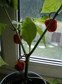 Die Chilis werden bunt