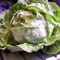 Der erste Kopfsalat