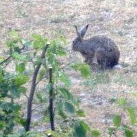 Hase im Garten